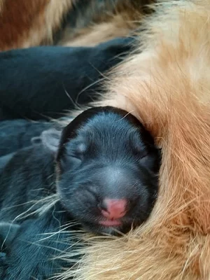 Dlouhosrstá štěňata NO s PP