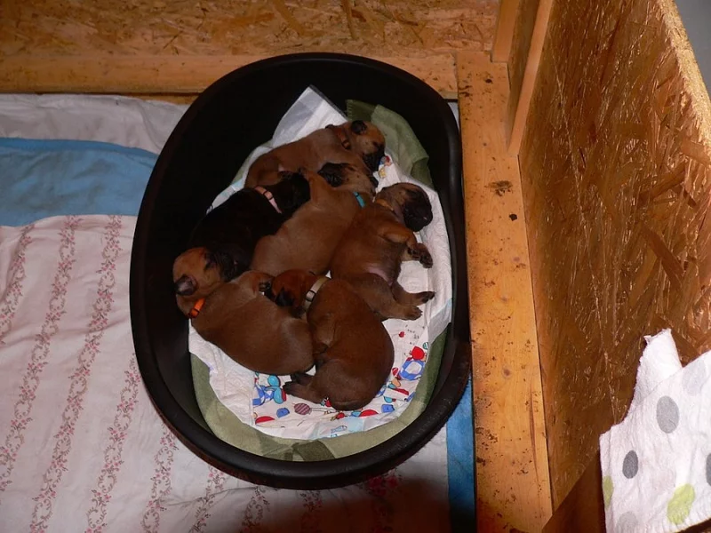 bulmastif bullmastif bulmastiff bullmastiff