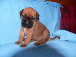 bulmastif bullmastif bulmastiff bullmastiff