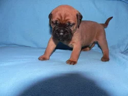 bulmastif bullmastif bulmastiff bullmastiff