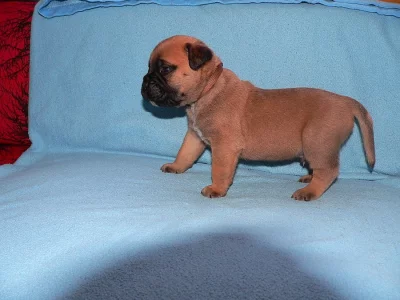 bulmastif bullmastif bulmastiff bullmastiff