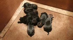 Border teriér - štěňata s PP