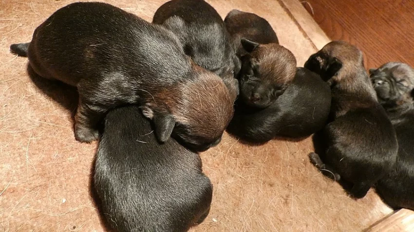 Border teriér - štěňata s PP