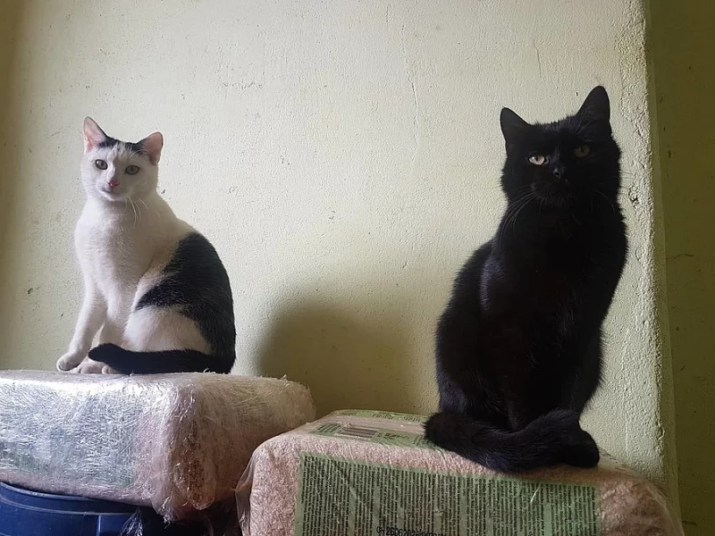 Dvojice krásných a přítulných kocourků