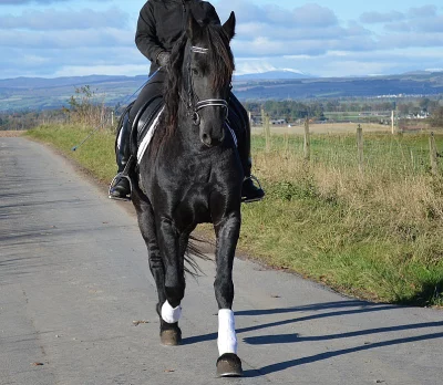 (Stan stunner) K dispozici kůň Fríský hřebec krásy