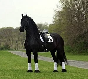 (Stan stunner) K dispozici kůň Fríský hřebec krásy