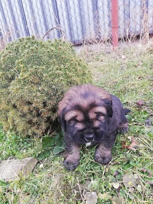 Štěňátka Tibetská doga