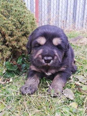 Štěňátka Tibetská doga