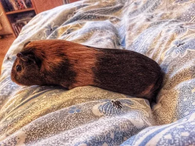 Sháním samičku morčete