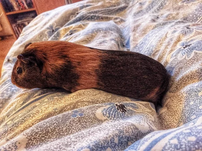 Sháním samičku morčete