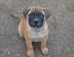 Bullmastiff; Bullmastif; Bulmastif