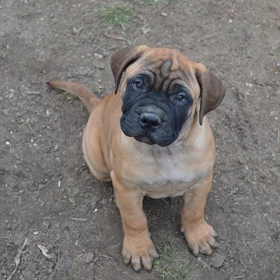 Bullmastiff; Bullmastif; Bulmastif