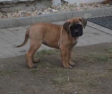 Bullmastiff; Bullmastif; Bulmastif
