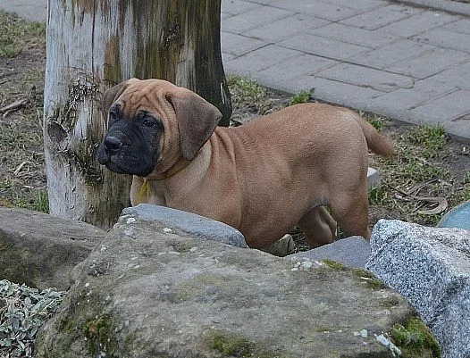 Bullmastiff; Bullmastif; Bulmastif