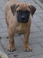 Bullmastiff; Bullmastif; Bulmastif
