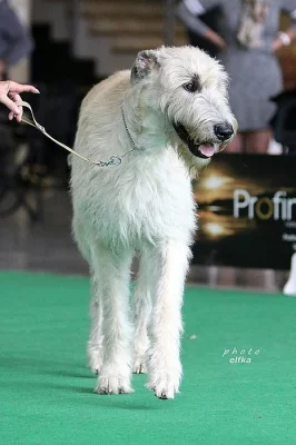 irský vlkodav - štěňátka