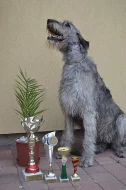 irský vlkodav - štěňátka