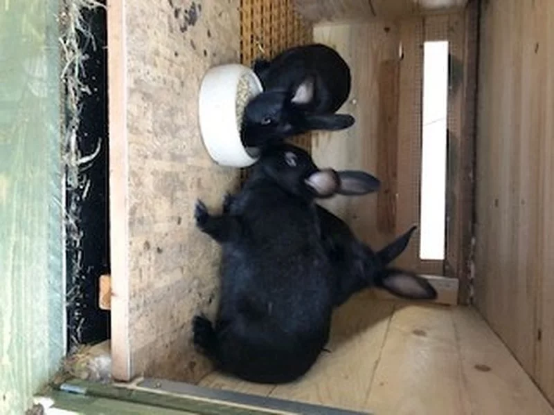 Hyla Massyla - generace F1