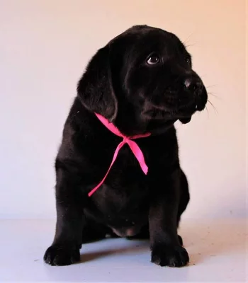 Štěňata Labradorského retrievera s PP-čokoládová a černá