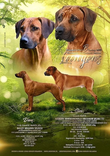 Rhodéský ridgeback/Rhodesian Ridgeback šteniatka s PP