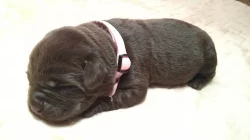 Čokoládový labrador - štěňata s PP