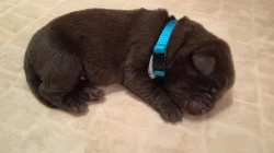 Čokoládový labrador - štěňata s PP