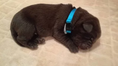 Čokoládový labrador - štěňata s PP