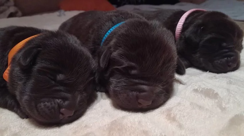 Čokoládový labrador - štěňata s PP