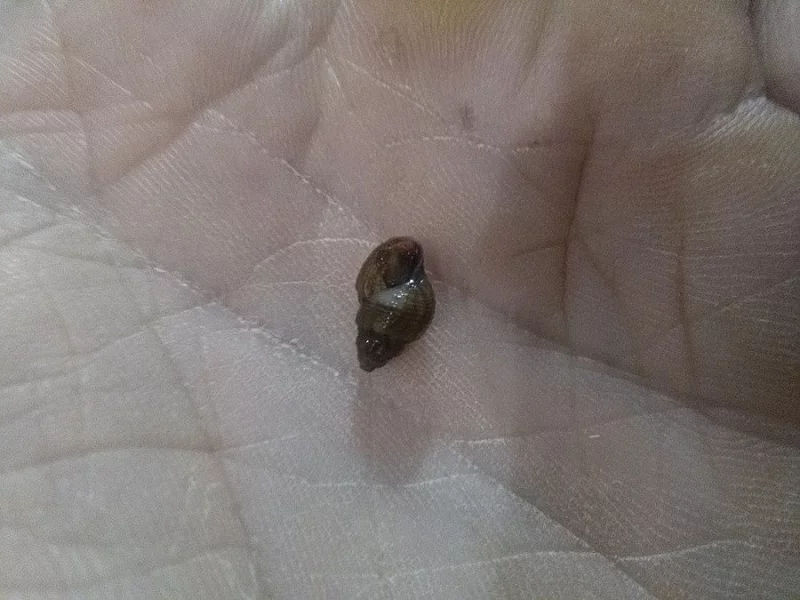 Šneci Piskořky(Melanoides Granifera)