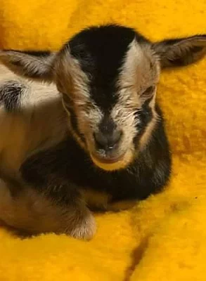 kamerunský kozlík - spěchá