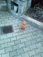 Daruji hodného křížence psa