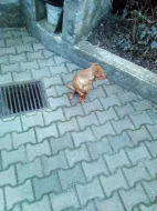 Daruji hodného křížence psa