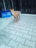 Daruji hodného křížence psa