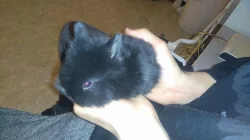 Prodám miminka králíčku