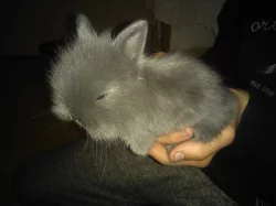 Prodám miminka králíčku