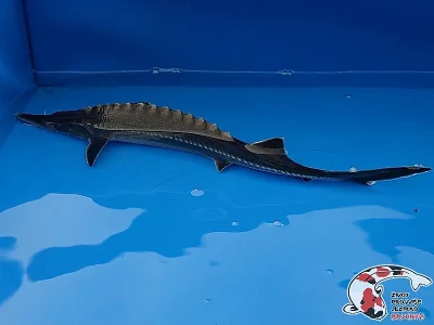 Nabízím OKRASNÉ RYBY a JESETERY