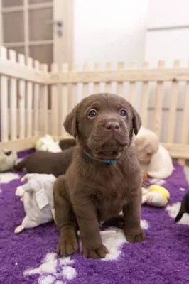 Fenky Labradorského retrievera s PP