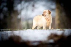 Labrador retriever žlutý s PP(pejsci i fenky)