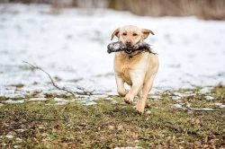 Labrador retriever žlutý s PP(pejsci i fenky)