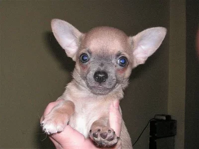 Čivava krátkosrstá