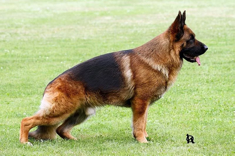 Německý ovčák štěňata s PP - odběr ihned