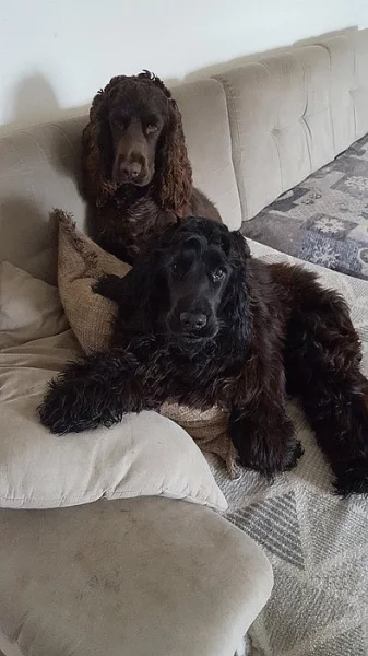 Ricci & Rio