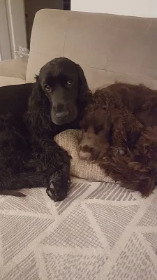 Ricci & Rio