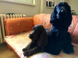 Ricci & Rio