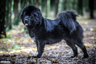 Tibetská doga štěňata s PP
