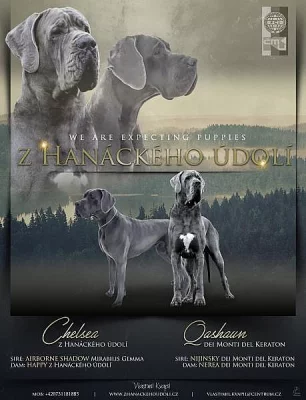Německá doga, štěňata s PP