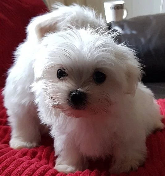 Registrované maltézské štěňata