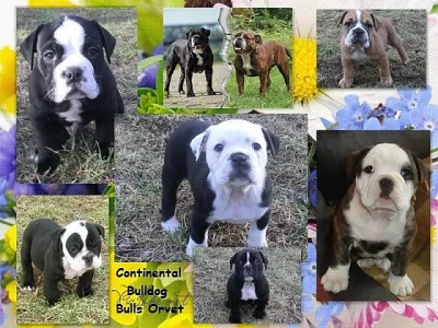 Kontinentální buldok-Continental bulldog s PP FCI !