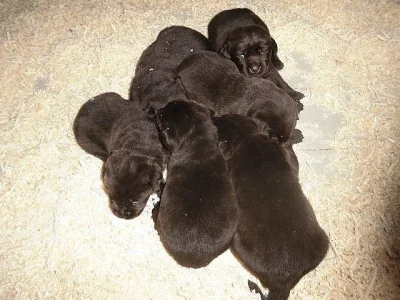Labrador Retriever