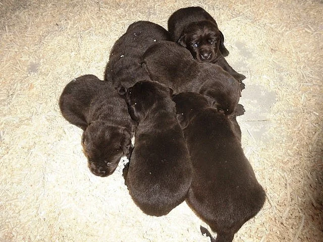 Labrador Retriever